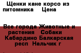 Щенки кане корсо из  питомника! › Цена ­ 65 000 - Все города Животные и растения » Собаки   . Кабардино-Балкарская респ.,Нальчик г.